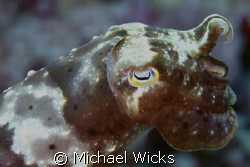 cuttlefish by Michael Wicks 